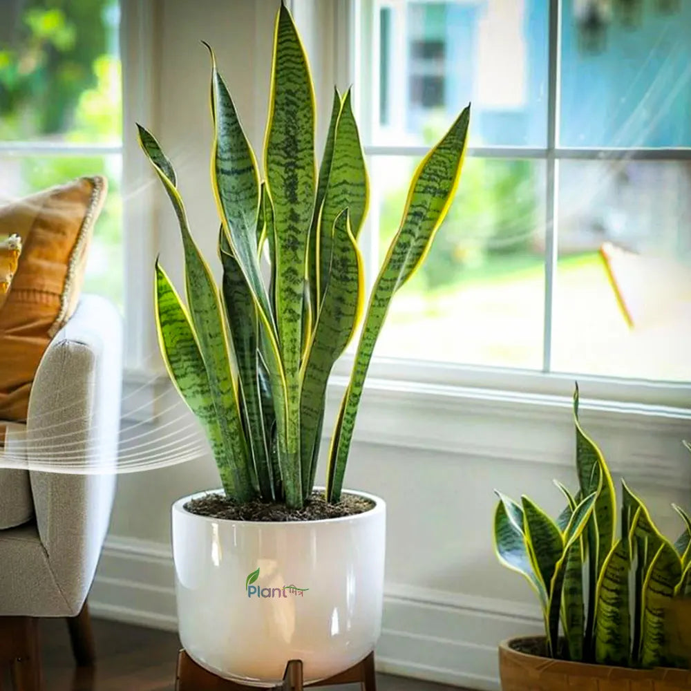 Top 5 Air-Purifying Plants to Keep Your Home Fresh and Healthy