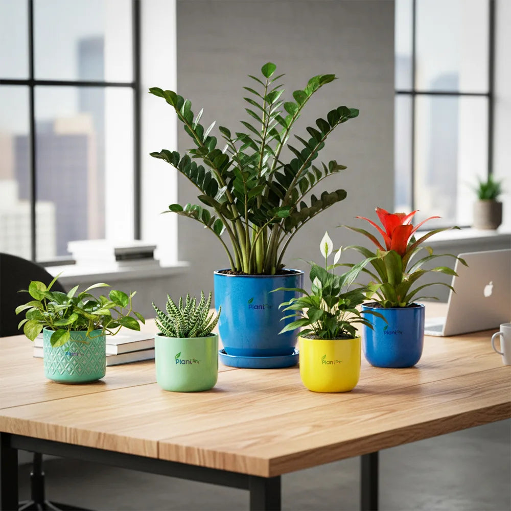 5 Beautiful Office Desk Plants to Boost Productivity and Positivity