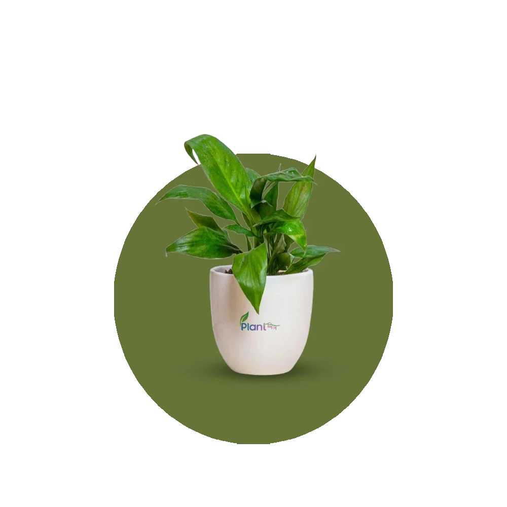 Air Purifying Plant