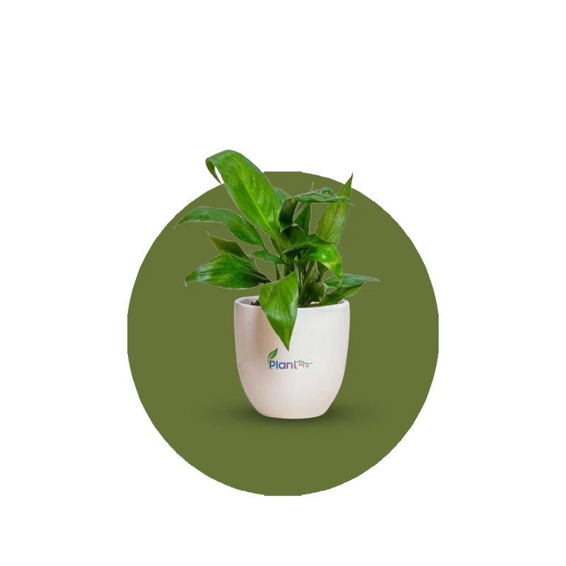 Air Purifying Plant