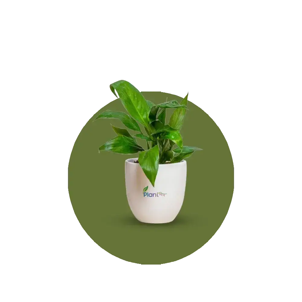Air Purifying Plant