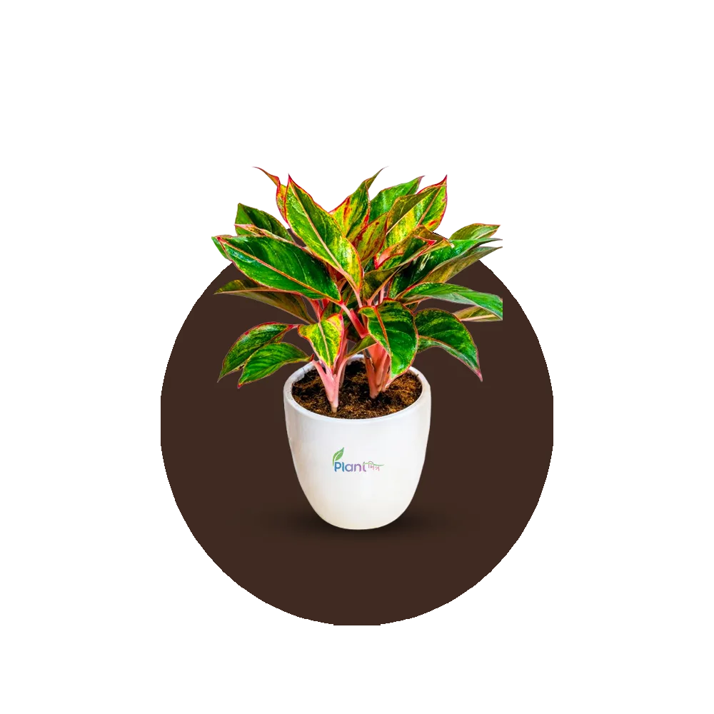 Low Maintenance Plant