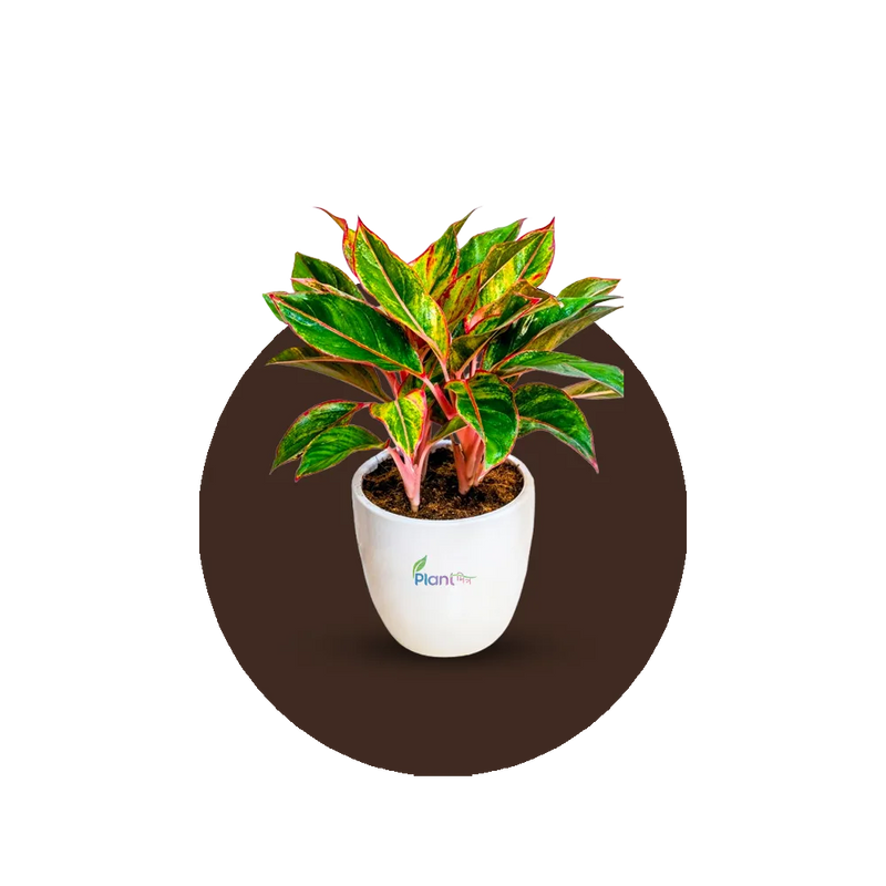 Low Maintenance Plant