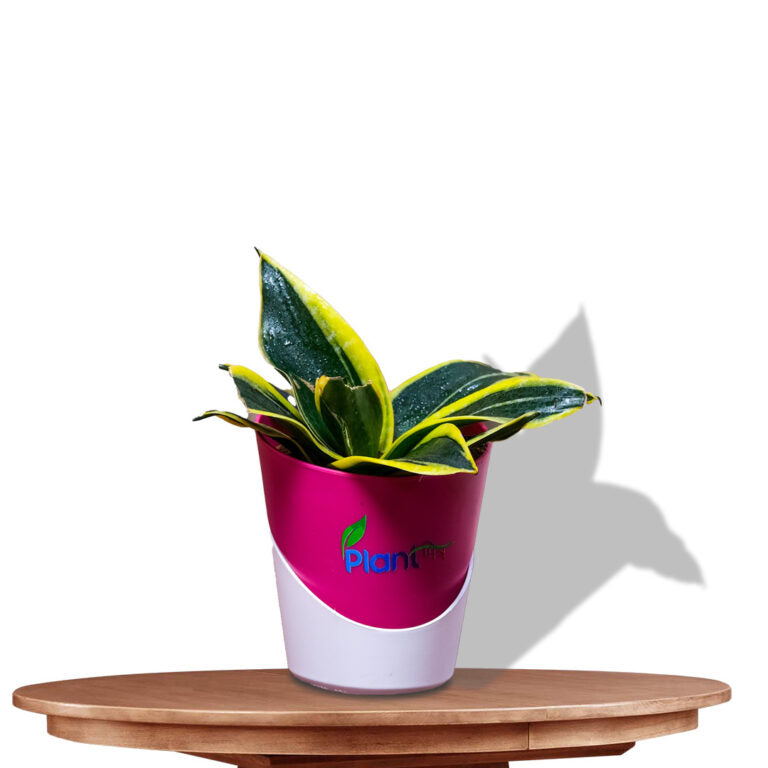 Sansevieria Trifasciata ‘Hahnii Stars and Stripes’ – Compact Indoor Air Purifying Low Maintenance Plant