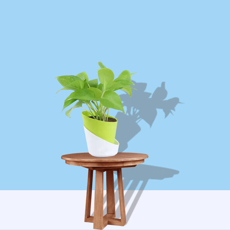 Money Plant Golden – Indoor Air Purifying Low Maintenance Plant