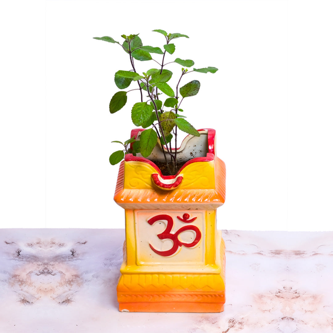 Tulsi Plant (Ocimum sanctum) – Sacred Medicinal Outdoor Plant