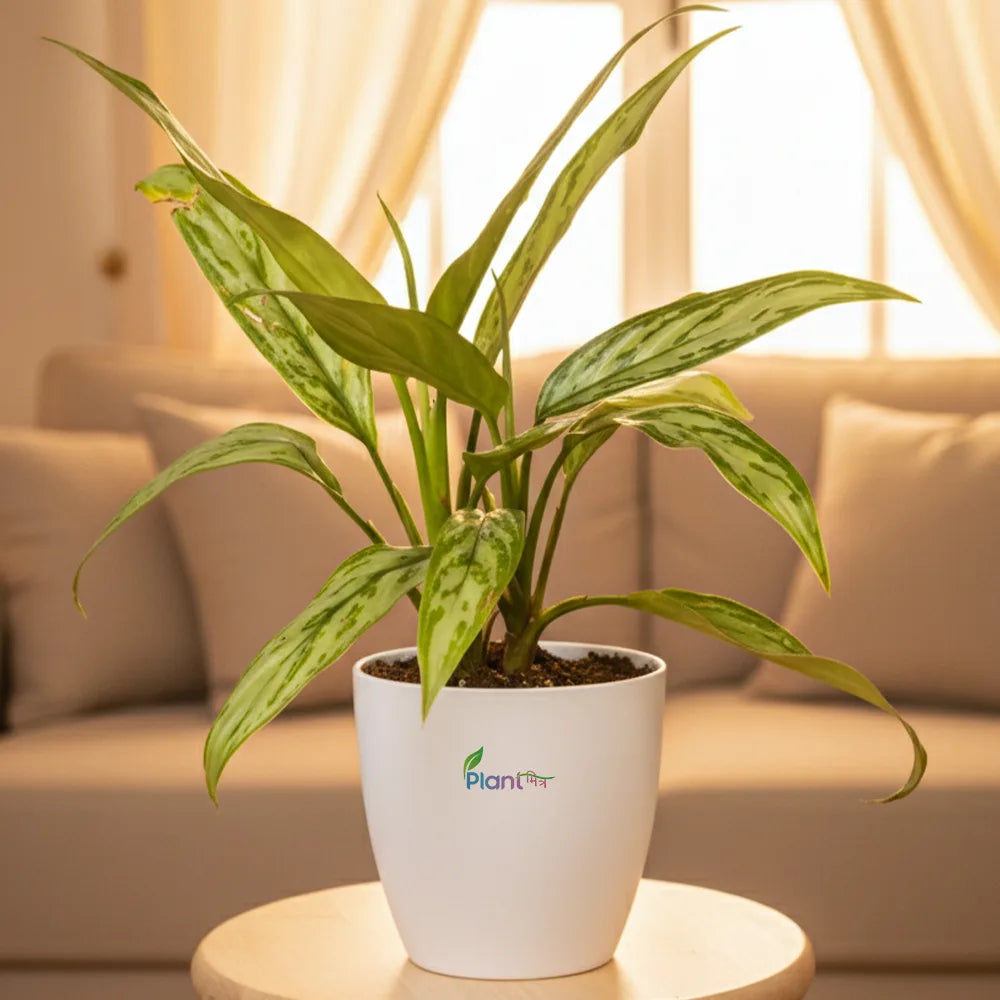 Aglaonema Cutlass – Elegant Low Maintenance Indoor Air Purifying Plant