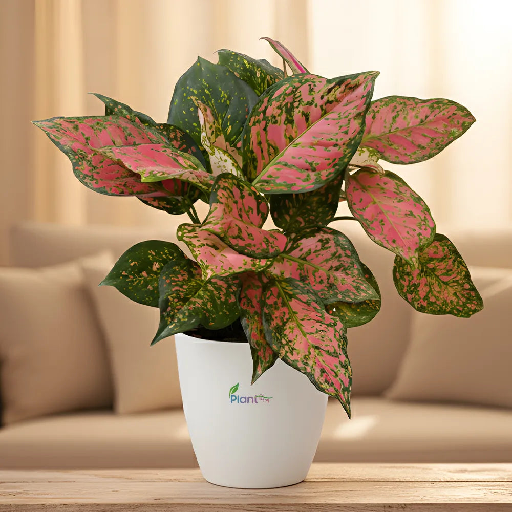 Aglaonema Hybrid Valentine – Low Maintenance Indoor Plant