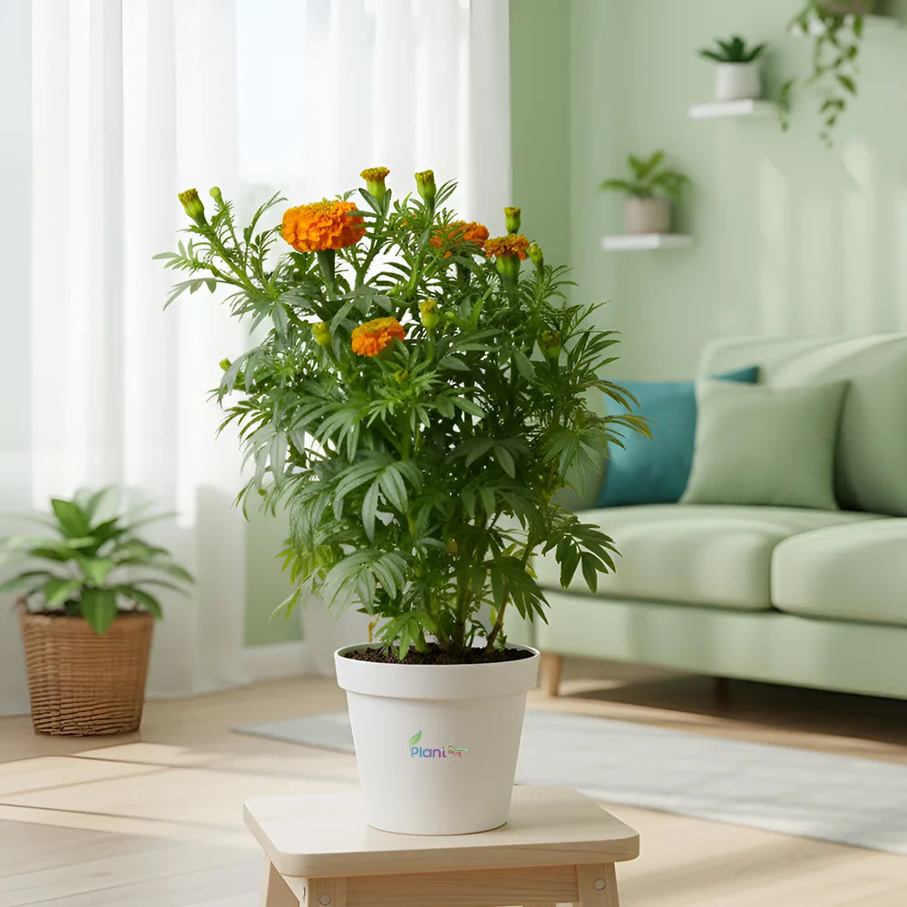 Genda Plant (Marigold) – Vibrant Outdoor Flowering Plant for Garden & Home Décor