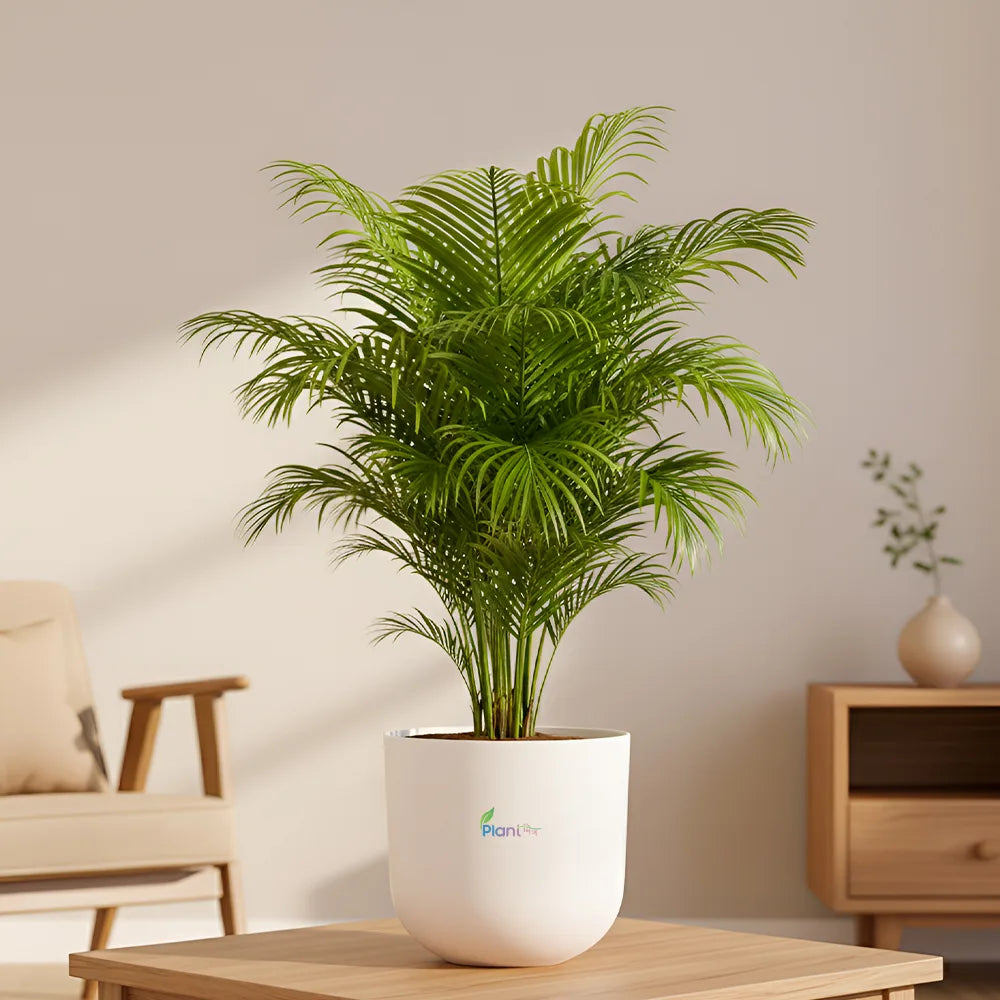 Areca Palm – Elegant Indoor Air Purifying Plant