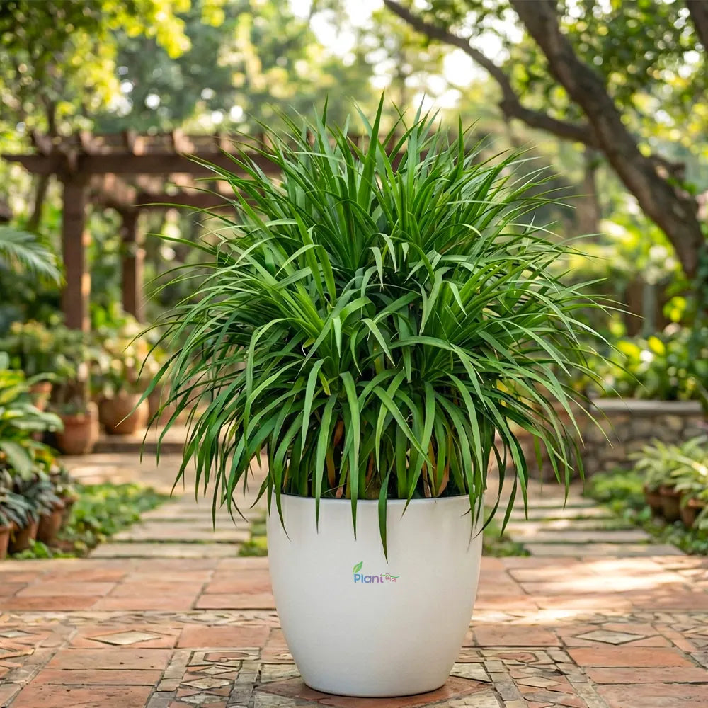 Dracaena Dragon Plant – Stylish Low-Maintenance Indoor & Semi-Outdoor Plant