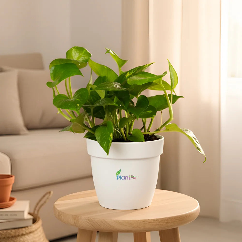 Money Plant Green – Indoor Low Maintenance Air Purifying Plant