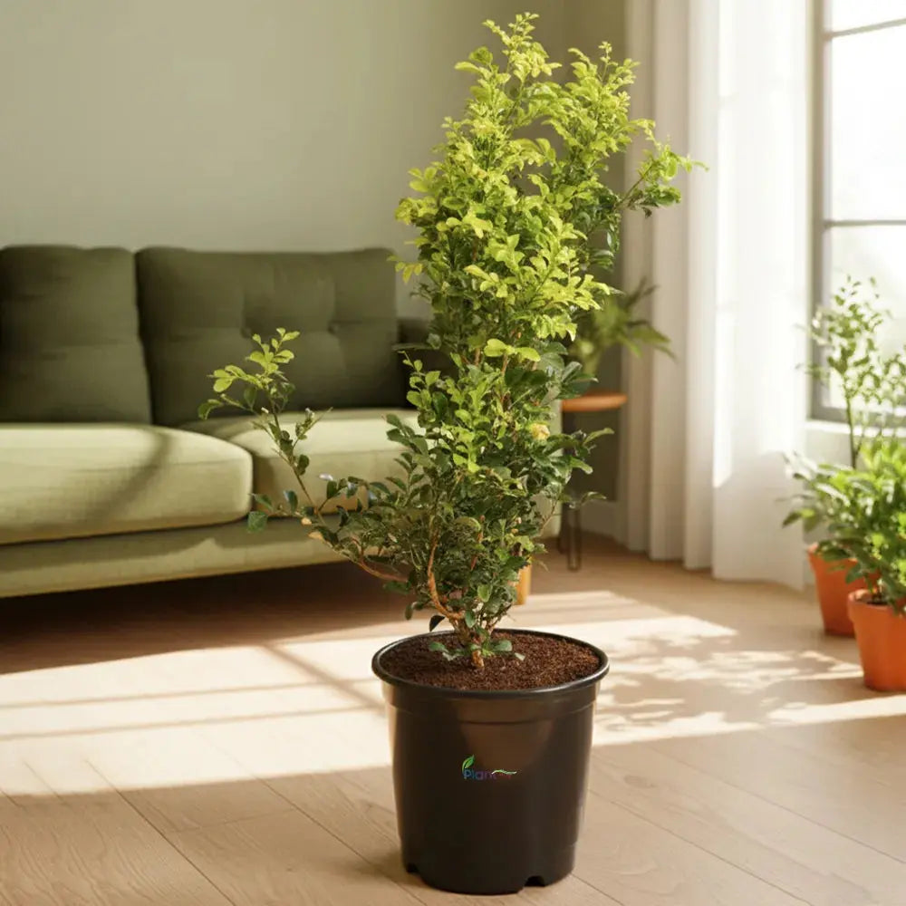 Madhukamini Plant (Kamini / Orange Jasmine) in 8" Grow Pot – Fragrant Outdoor Plant Plantmitra