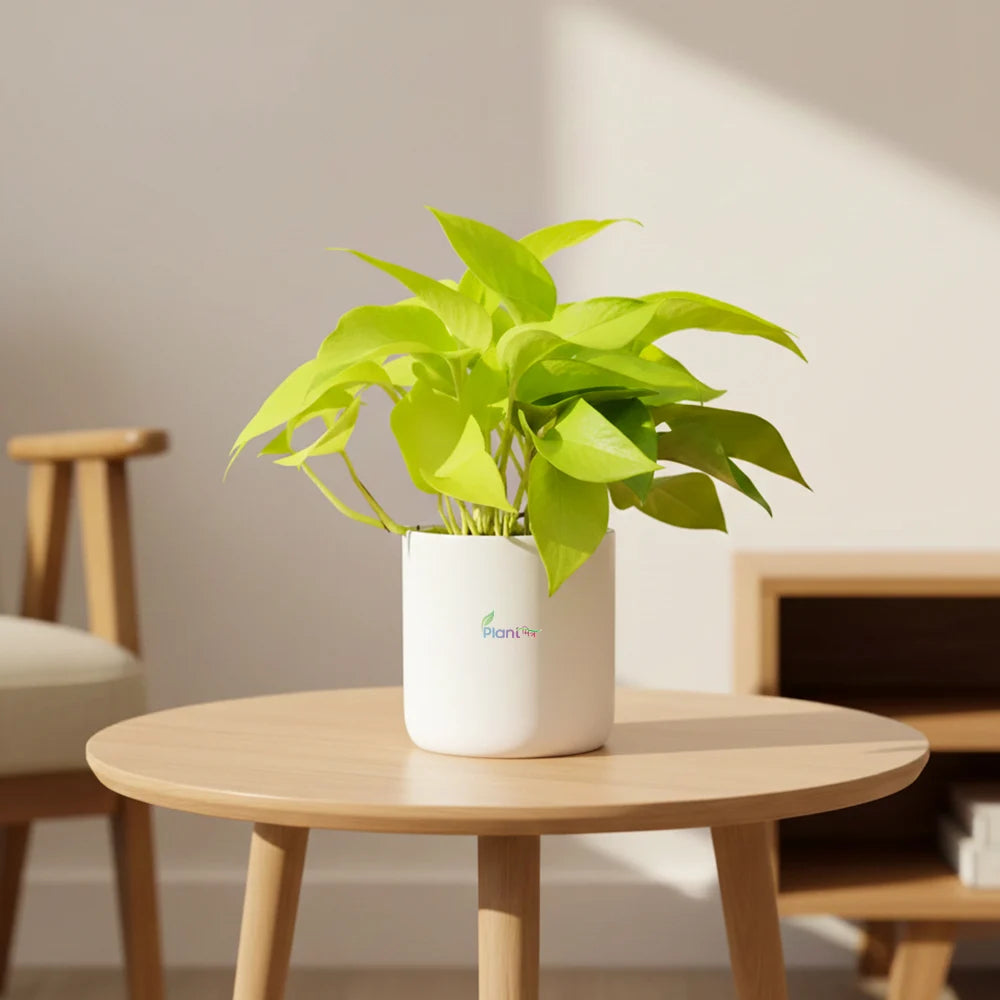 Money Plant Golden – Indoor Air Purifying Low Maintenance Plant