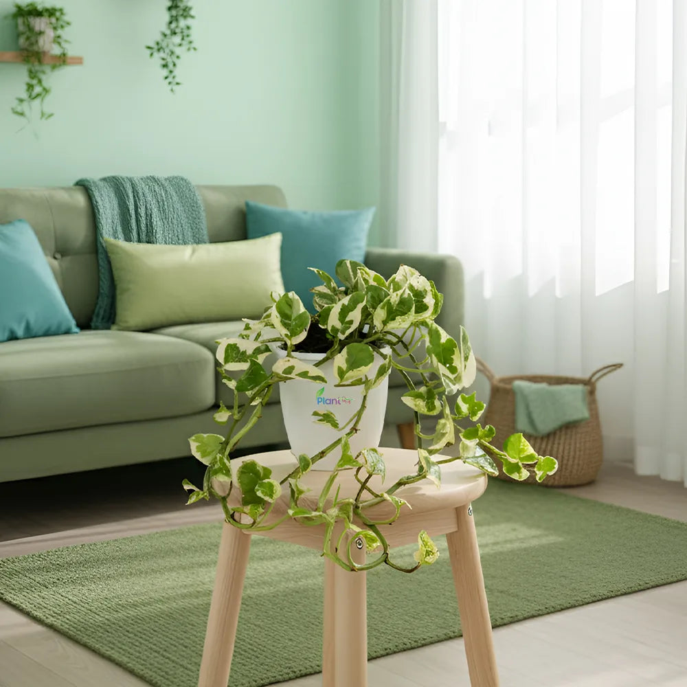 Money Plant ‘N’Joy’ – Decorative Low Maintenance Indoor Air Purifying Plant