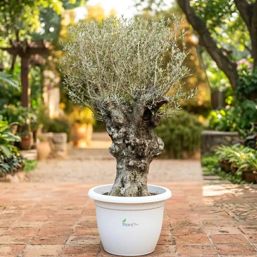 Olive Bonsai Plant – Premium Indoor & Outdoor Bonsai Tree - Plantmitra