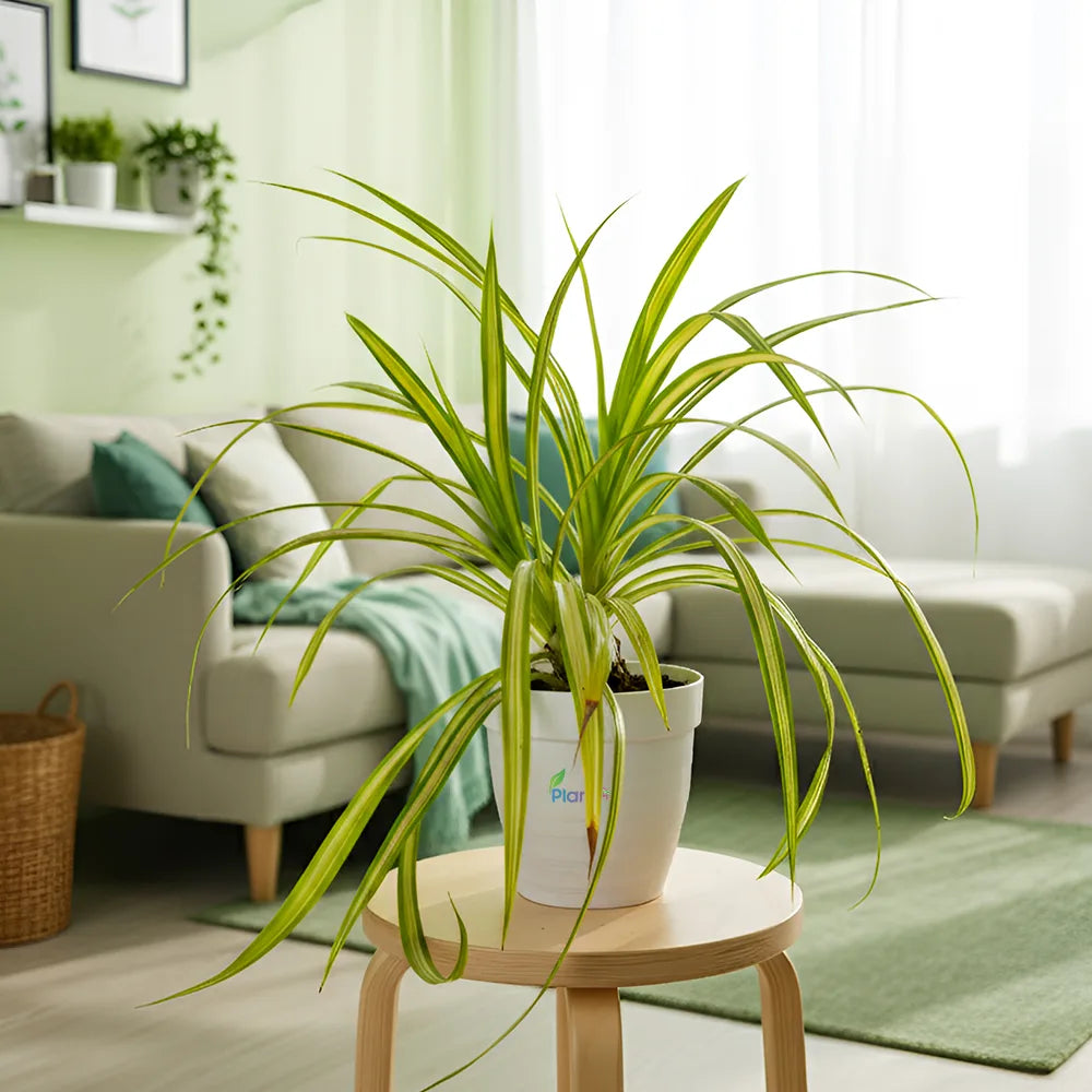 Pandanus Plant – Hardy Outdoor Decorative Plant