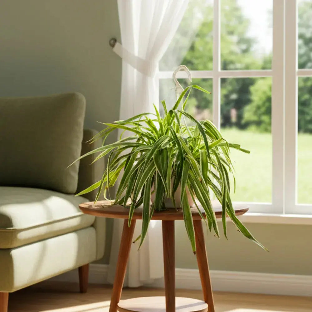 Spider Plant (Chlorophytum Comosum) in 8" Grow Basket – Indoor Air-Purifying Plant Plantmitra