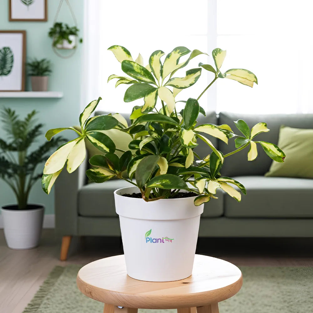 Saflera (Schefflera / Umbrella Plant) – Beautiful Indoor Air-Purifying Plant