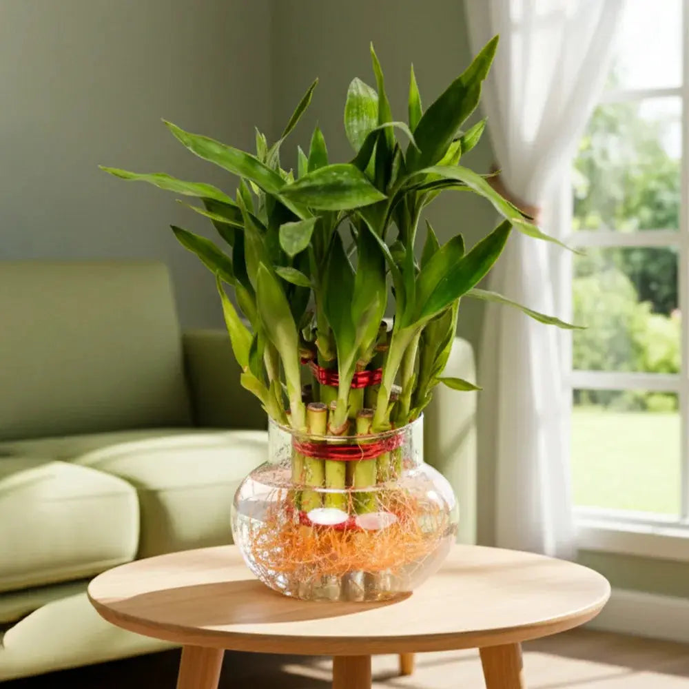 2 Layer Lucky Bamboo Plant – Indoor Good Luck & Positive Energy Plant Plantmitra