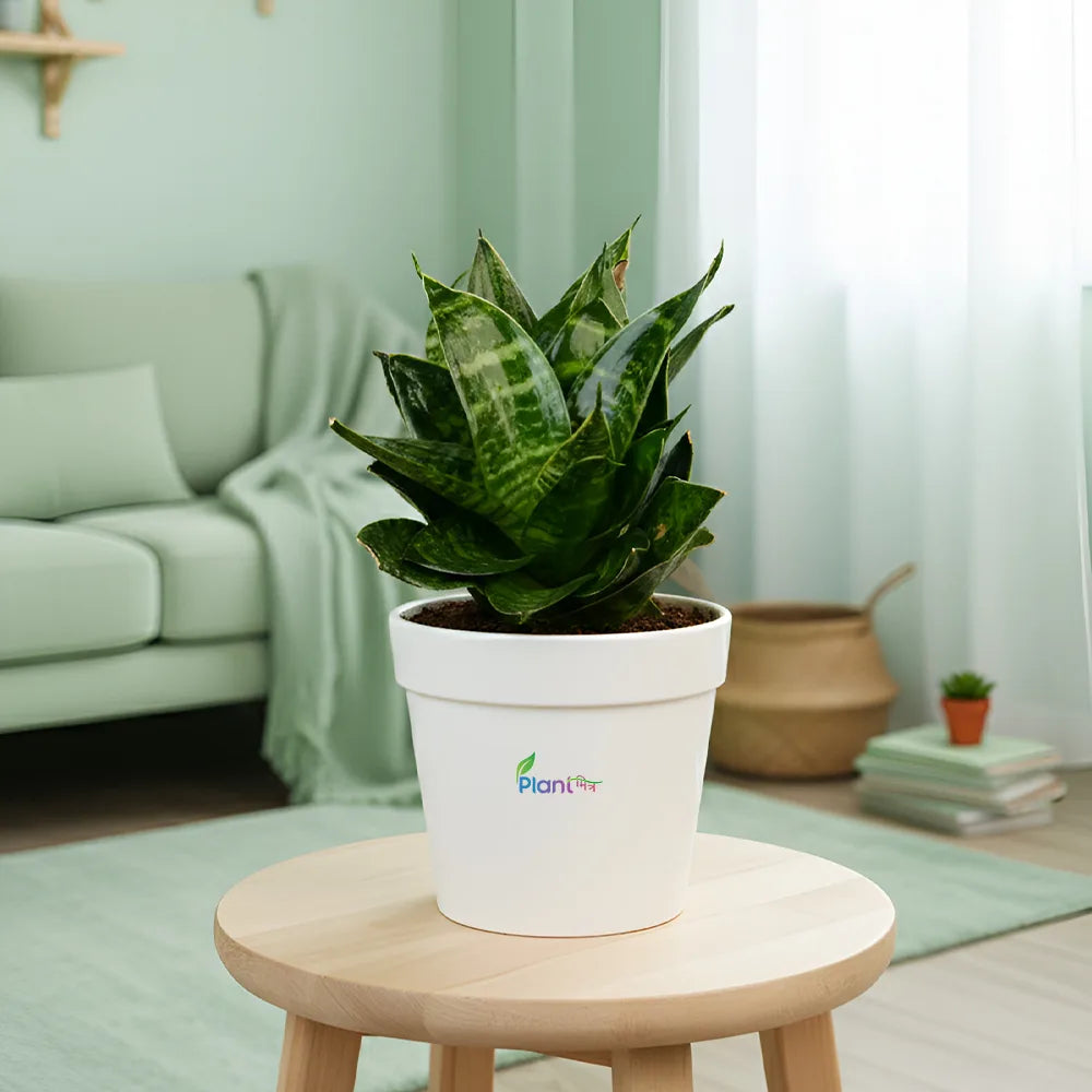 Sansevieria ‘Hahnii Marginata’ – Compact Indoor Low Maintenance Air Purifying Plant