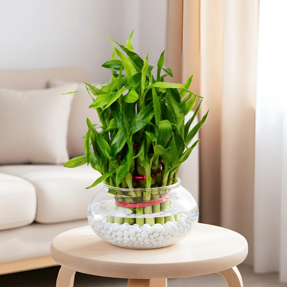 3 Layer Lucky Bamboo Plant – Good Luck & Positive Energy Indoor Plant