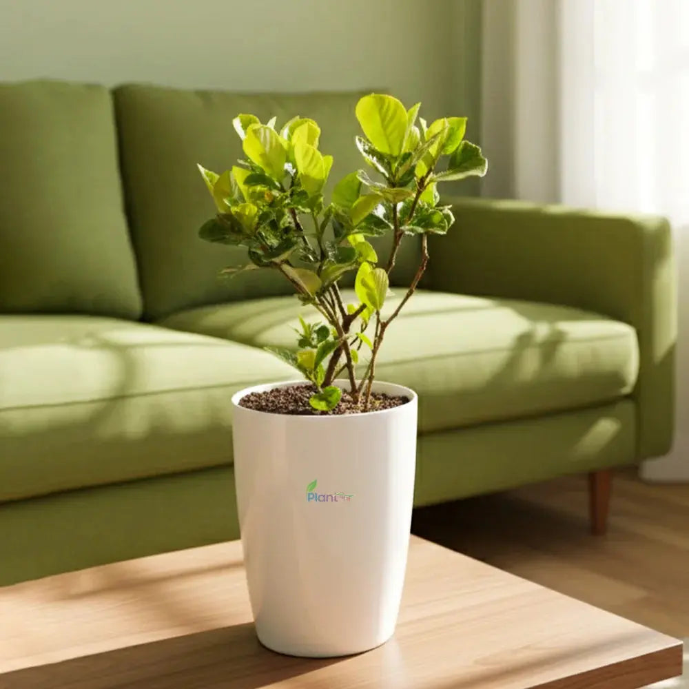 Gandhraj Plant in 8″ × 11″ Tower Pot – Fragrant Flowering Outdoor Plant Plantmitra