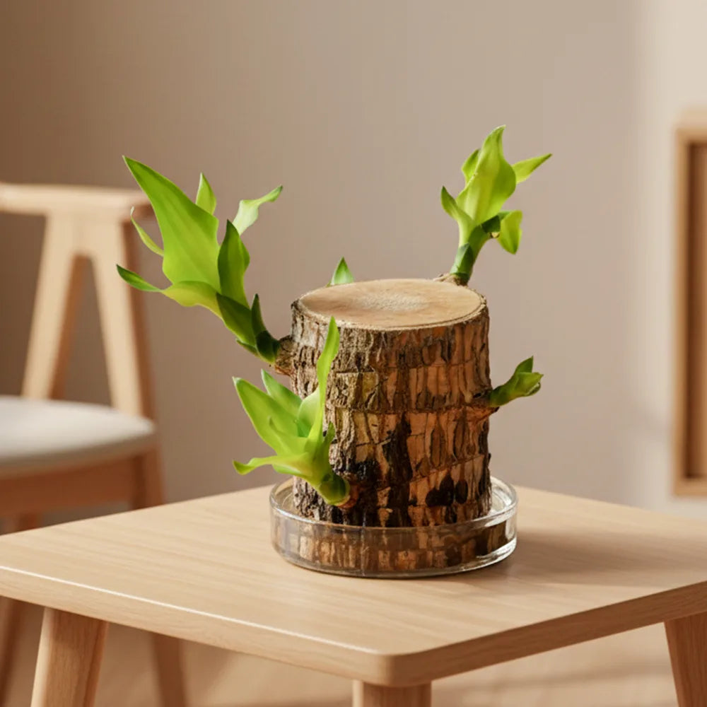 Brazilian Lucky Wood – Semi Indoor Low Maintenance Air Purifying Plant