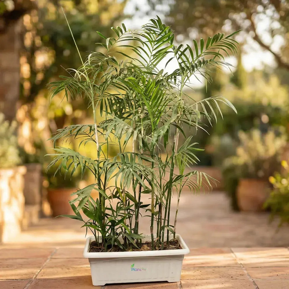 Safotia Palm Plant in 24" Window Pot – Elegant Indoor & Semi-Outdoor Palm Plant Plantmitra