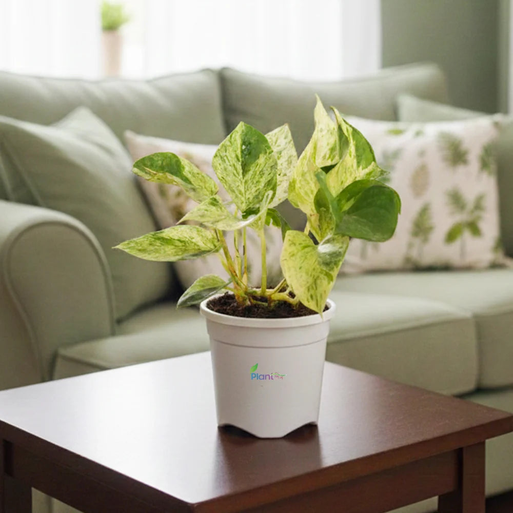 Marble Queen Money Plant in 4" Grow Pot – Indoor Air-Purifying Plant