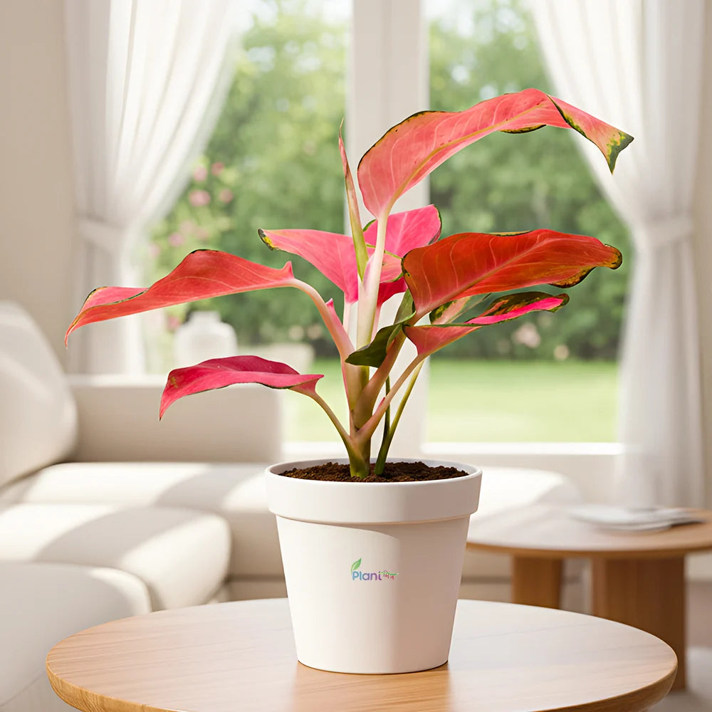 Aglaonema Red Desire – Bold Low Maintenance Indoor Air Purifying Plant