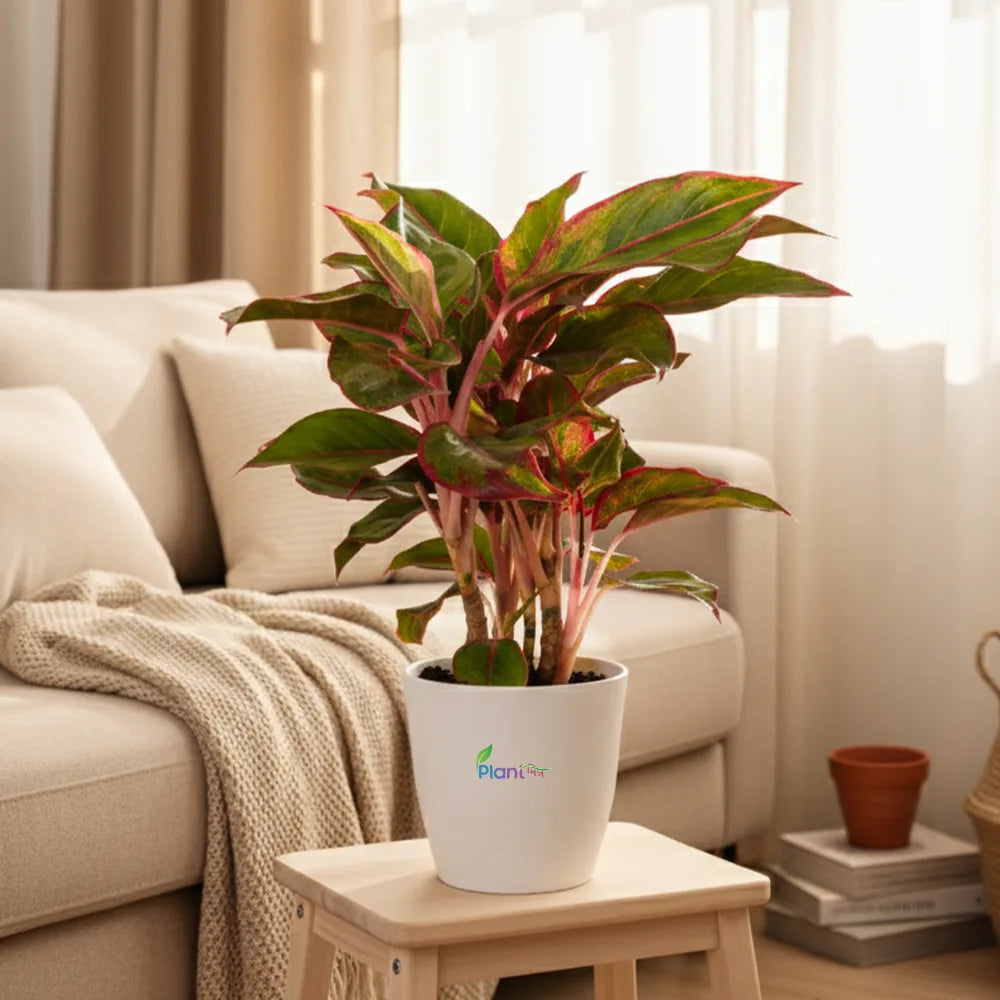 Aglaonema Hybrid Lipstick – Vibrant Low Maintenance Indoor Plant