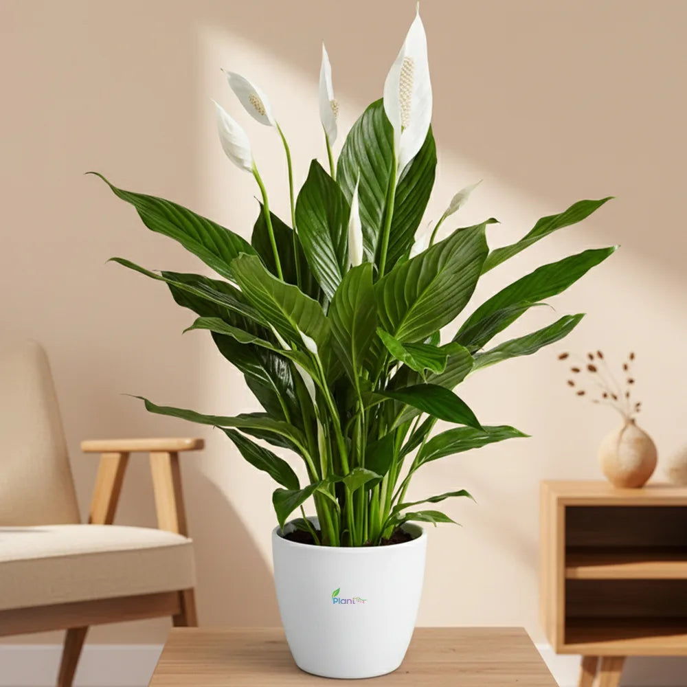 Peace Lily – Elegant Indoor Air Purifying Flowering Plant