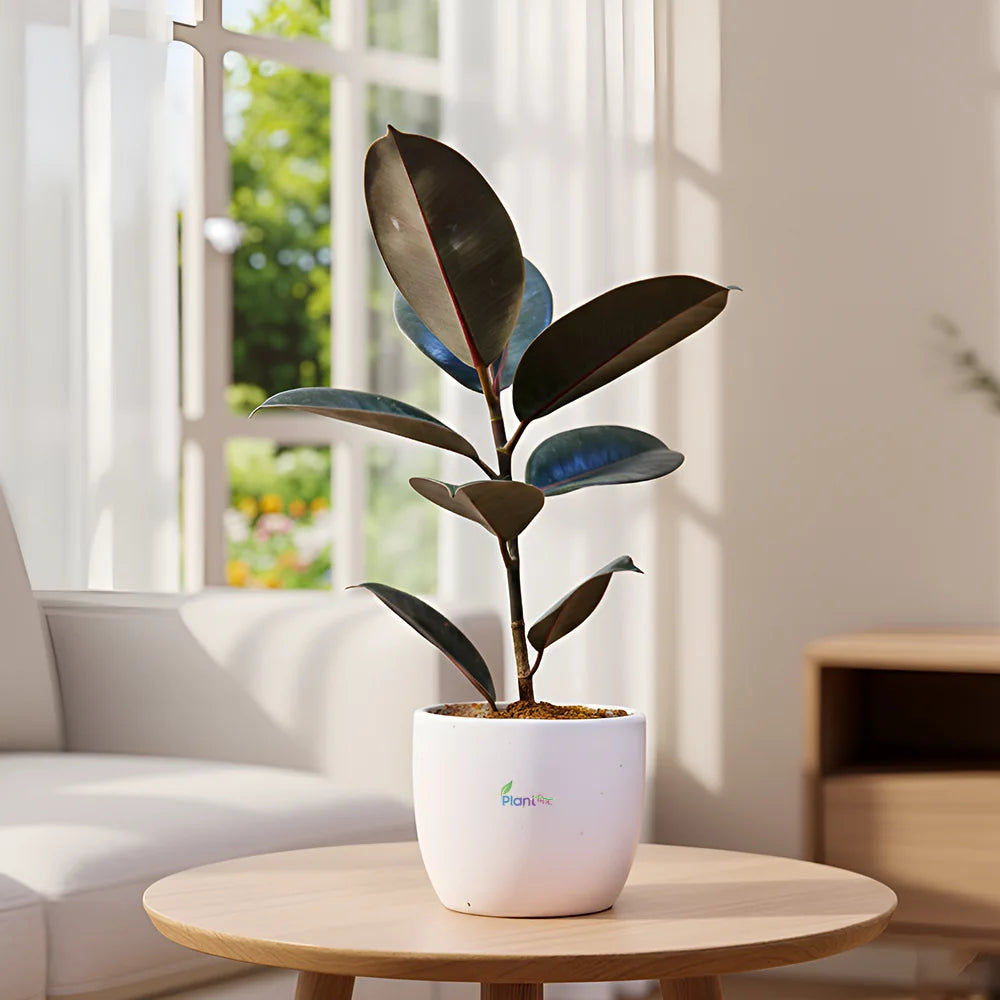 Ficus Rubber Plant – Classic Low Maintenance Indoor Air Purifying Plant