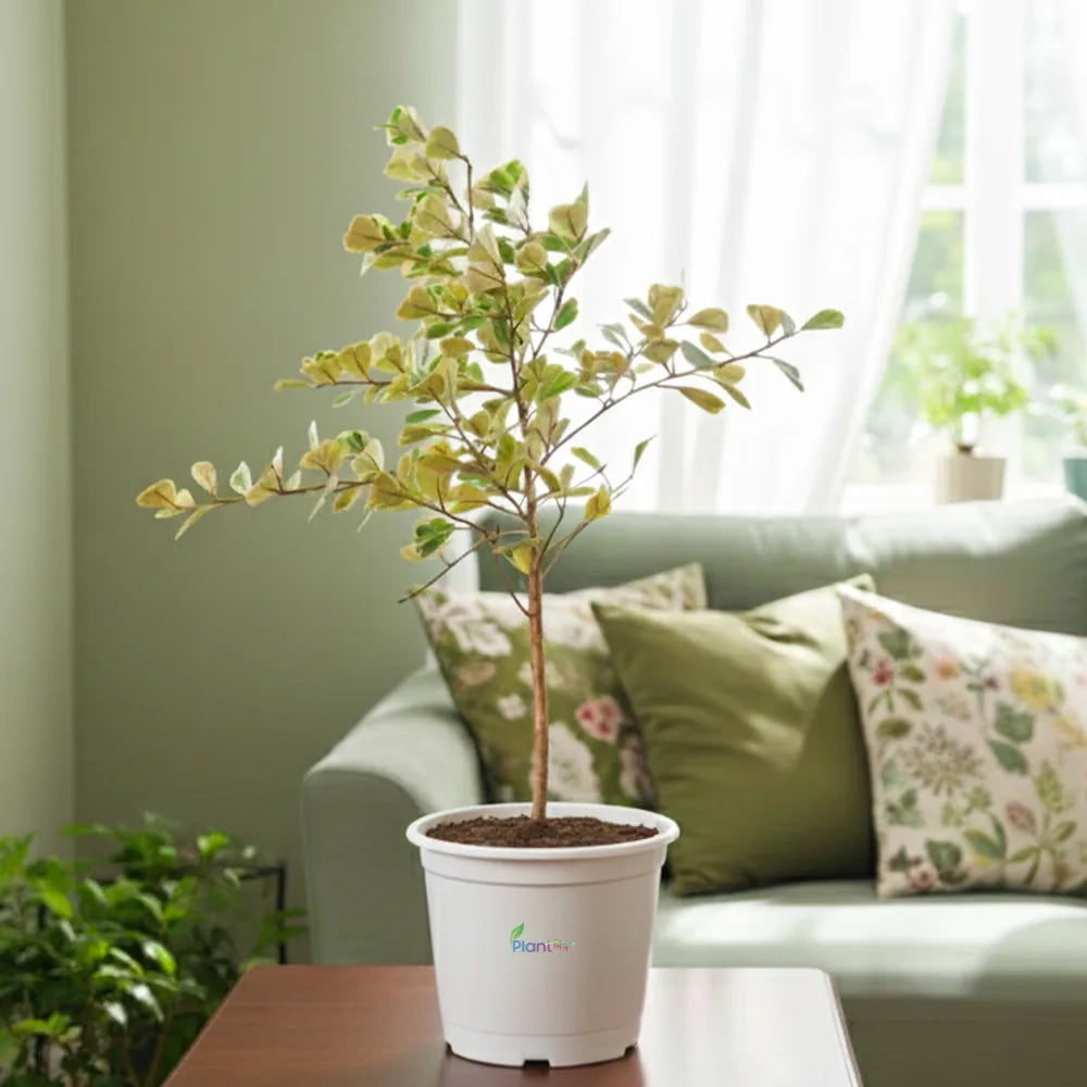 Safari Ficus Plant in 8" Grow Pot – Stylish Indoor Air-Purifying Plant