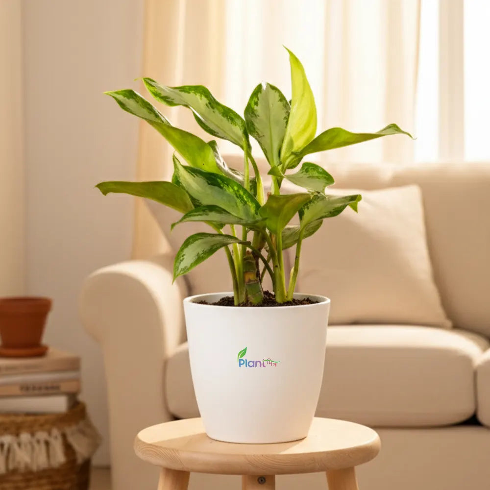 Aglaonema Silver Queen – Elegant Indoor Air-Purifying Plant