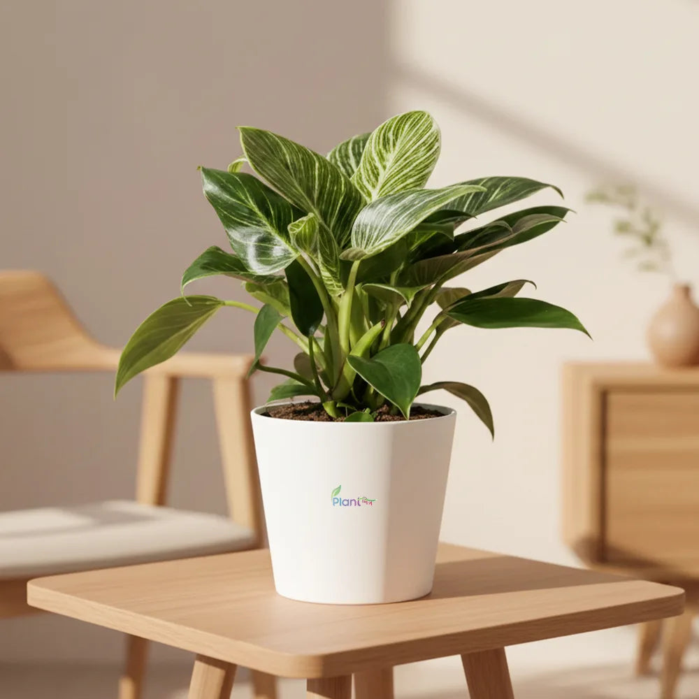 Philodendron Birkin – Stylish Indoor Low Maintenance Air Purifying Plant