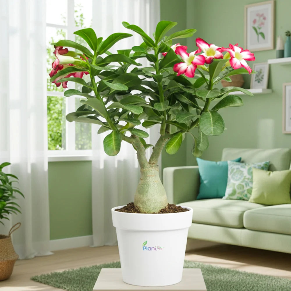 Grafted Adenium Plant in 5" Grow Pot – Desert Rose Flowering Bonsai