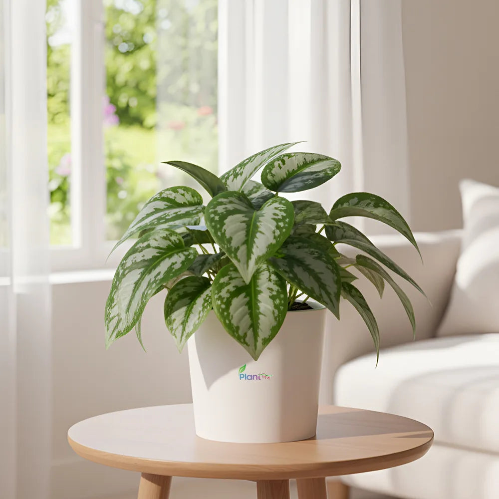 Money Plant ‘Big Leaf Silver’ – Easy Care Indoor Air Purifying Plant