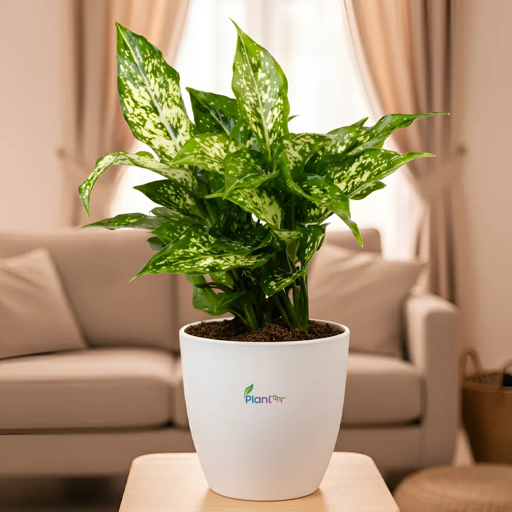 Aglaonema Snow White – Elegant Low Maintenance Indoor Air Purifying Plant