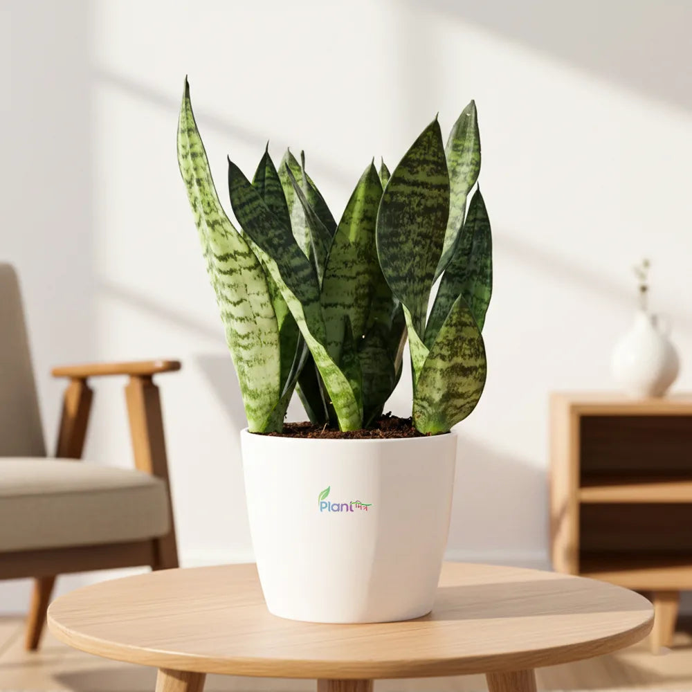 Sansevieria ‘Zeylanica’ – Hardy Indoor Air Purifying Low Maintenance Plant