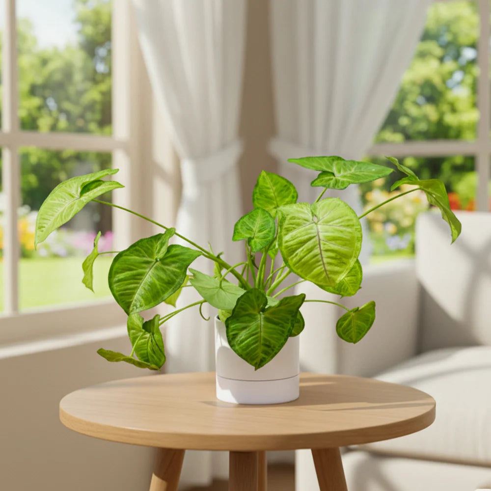 Syngonium – Versatile Low Maintenance Indoor Air Purifying Plant