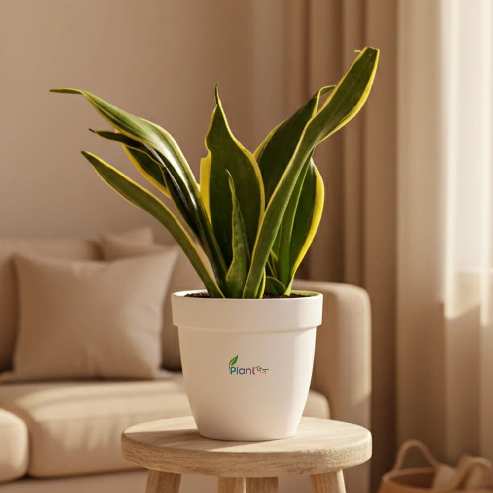 Sansevieria ‘Black Gold’ – Stylish Indoor Air Purifying Low Maintenance Plant