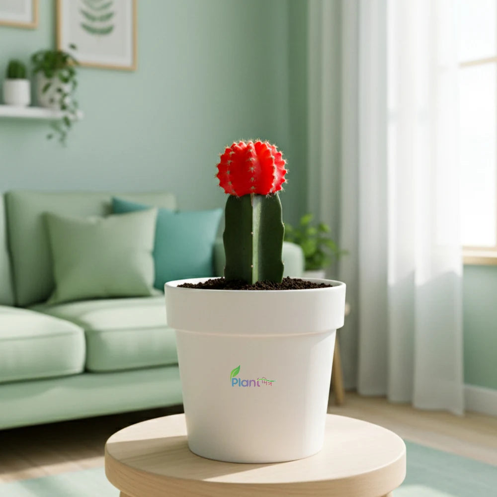 Tower Cactus – Low-Maintenance Outdoor Succulent Plant