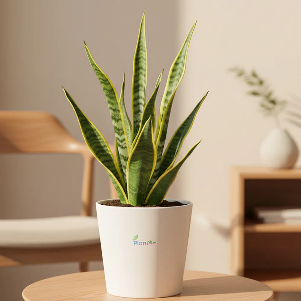 Sansevieria Superba – Indoor Low Maintenance Air Purifying Plant
