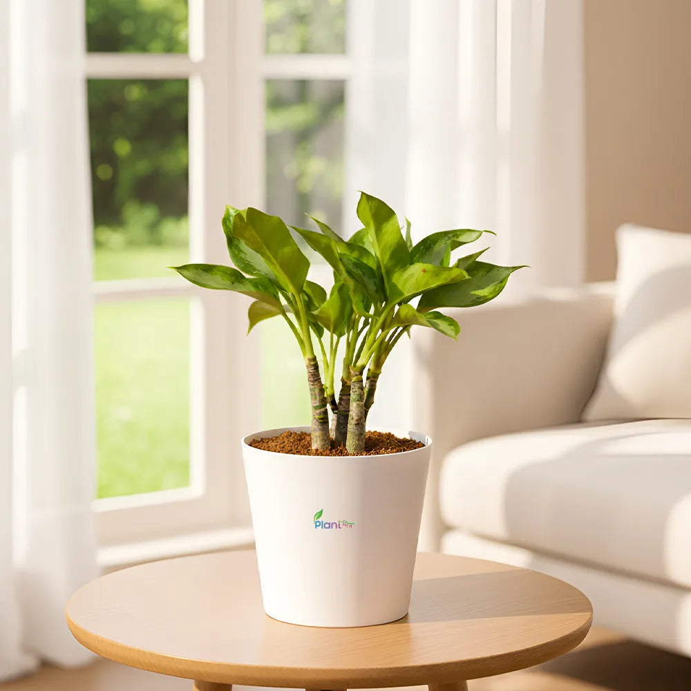 Aglaonema Tiger – Stylish Low Maintenance Indoor Air Purifying Plant