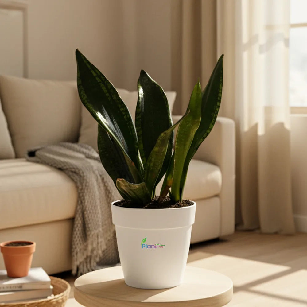 Snake Plant ‘Whitney’ – Elegant Indoor Air Purifying Low Maintenance Plant