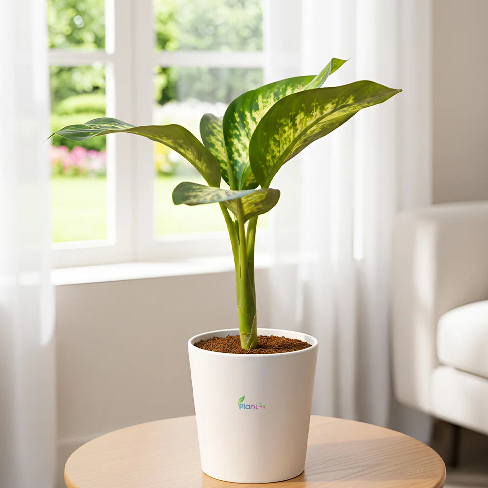 Dieffenbachia Green Magic – Elegant Low Maintenance Indoor Air Purifying Plant