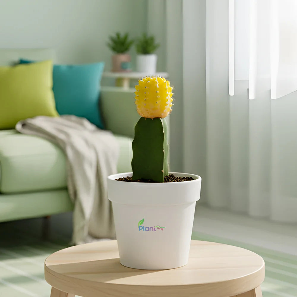 Tower Cactus – Low-Maintenance Outdoor Succulent Plant