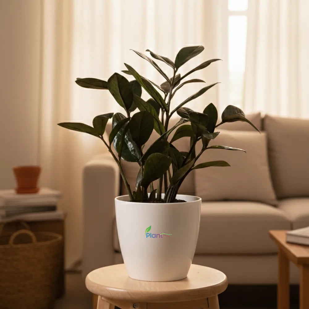 Zamioculcas Zamiifolia ‘Raven’ – Striking Black ZZ Plant for Modern Indoor Spaces